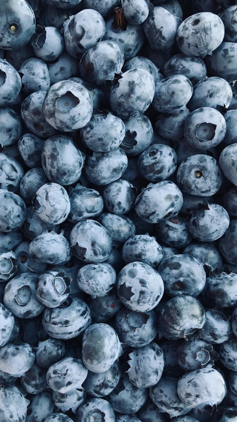 Featured image of post Jersey Blueberries